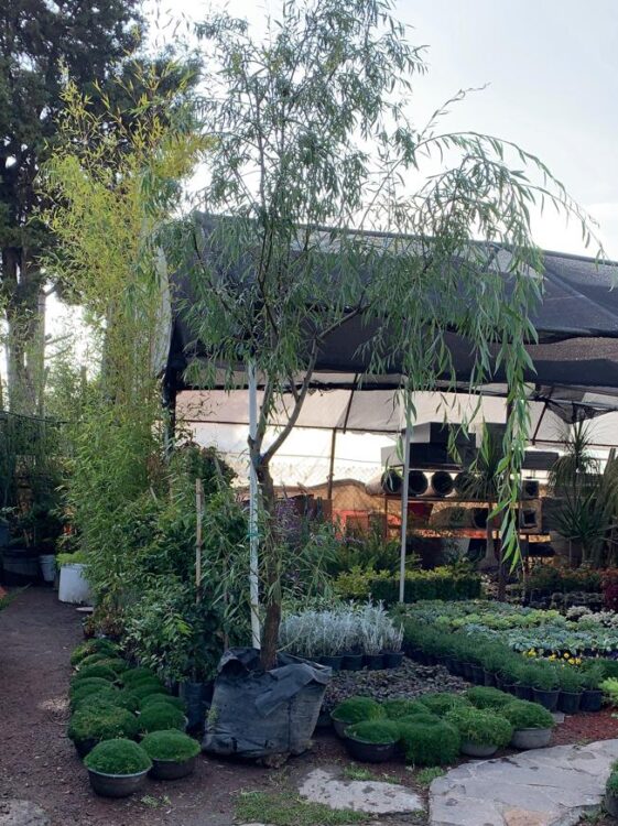 diseno-de-jardines-toluca-vivero-02